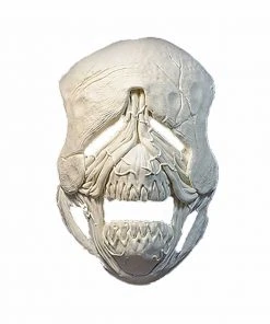 Woochie Foam Latex Prosthetic Piece - Skin & Veins